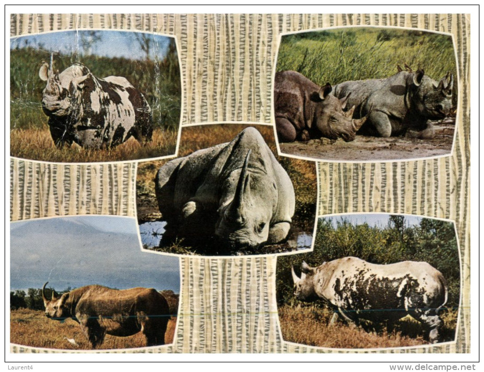 (246) African Rhinoceros - Rhinocéros