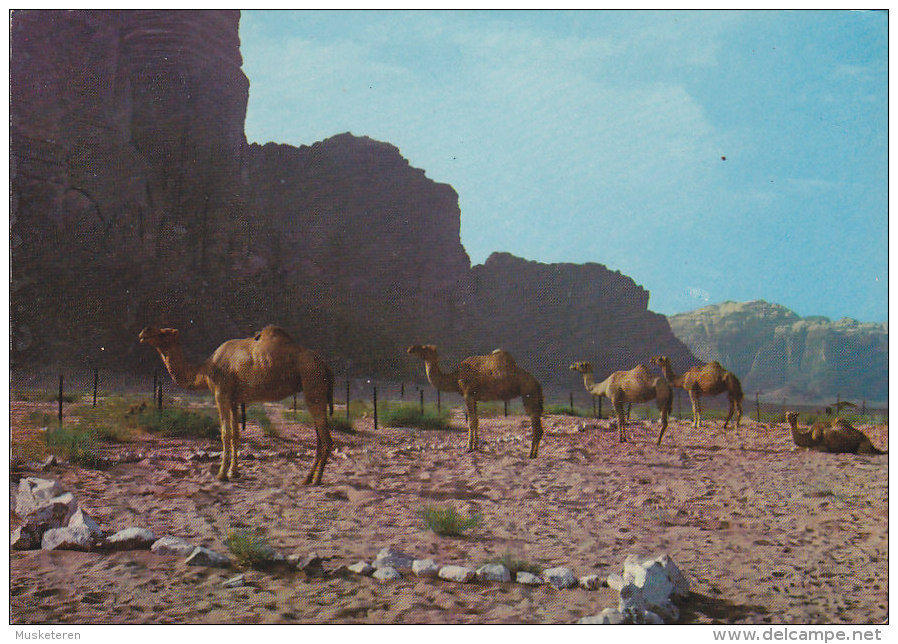 Jordan PPC Camels Near Petra Chammeaux Cammei JERUSALEM 1966 To SLAGELSE Denmark (2 Scans) - Jordanien