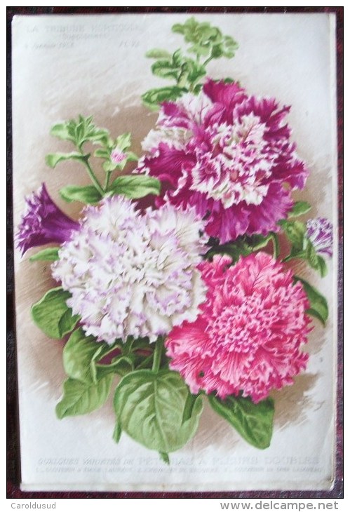 RARE SUPERBE LOT 12X Litho Lithographie Dim 27x18 Cm Illustrateur A. GOOSENS Ricker & Mendel La Tribune Horticole Fleur - Sammlungen