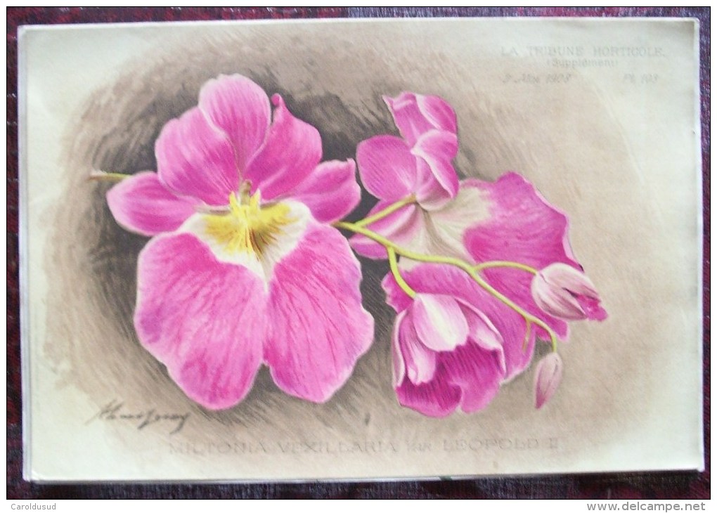 RARE SUPERBE LOT 12X litho lithographie dim 27x18 cm illustrateur A. GOOSENS ricker & mendel la tribune horticole fleur