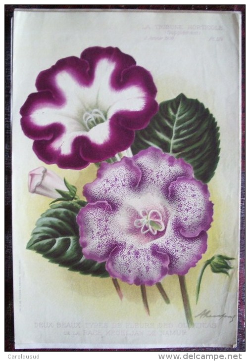 RARE SUPERBE LOT 12X litho lithographie dim 27x18 cm illustrateur A. GOOSENS ricker & mendel la tribune horticole fleur