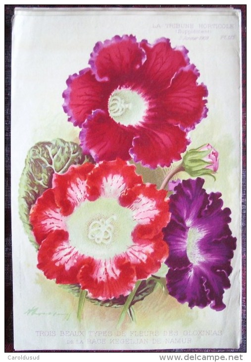 RARE SUPERBE LOT 12X litho lithographie dim 27x18 cm illustrateur A. GOOSENS ricker & mendel la tribune horticole fleur