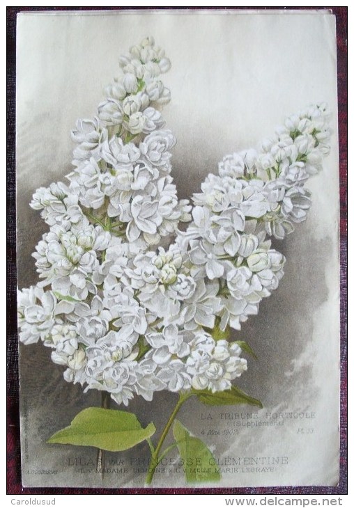 RARE SUPERBE LOT 12X litho lithographie dim 27x18 cm illustrateur A. GOOSENS ricker & mendel la tribune horticole fleur