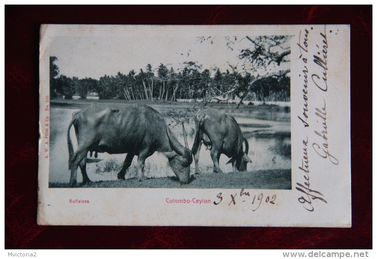 CEYLON - COLOMBO - Buffaloes, Voir Affranchissement. - Sri Lanka (Ceylon)