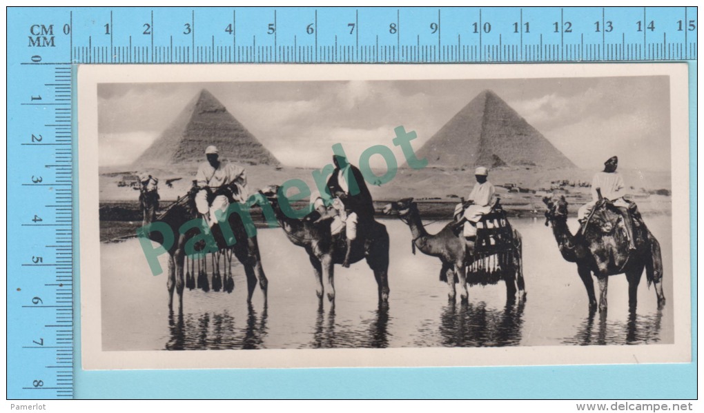 Egypt # 5 Cairo (  Camels At The Pyramids , Animated Real Photo, Zogolopoulo Frères) 2 Scans - Le Caire