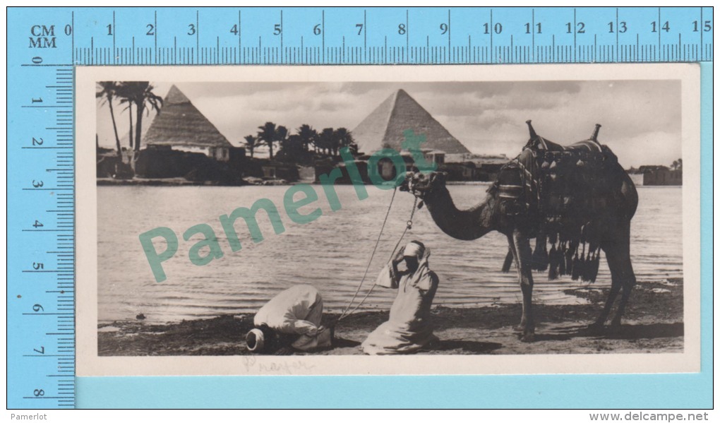 Egypt # 4 Cairo (  Islamic Prayer At The Pyramids, Animated Real Photo, Zogolopoulo Frères) 2 Scans - Le Caire
