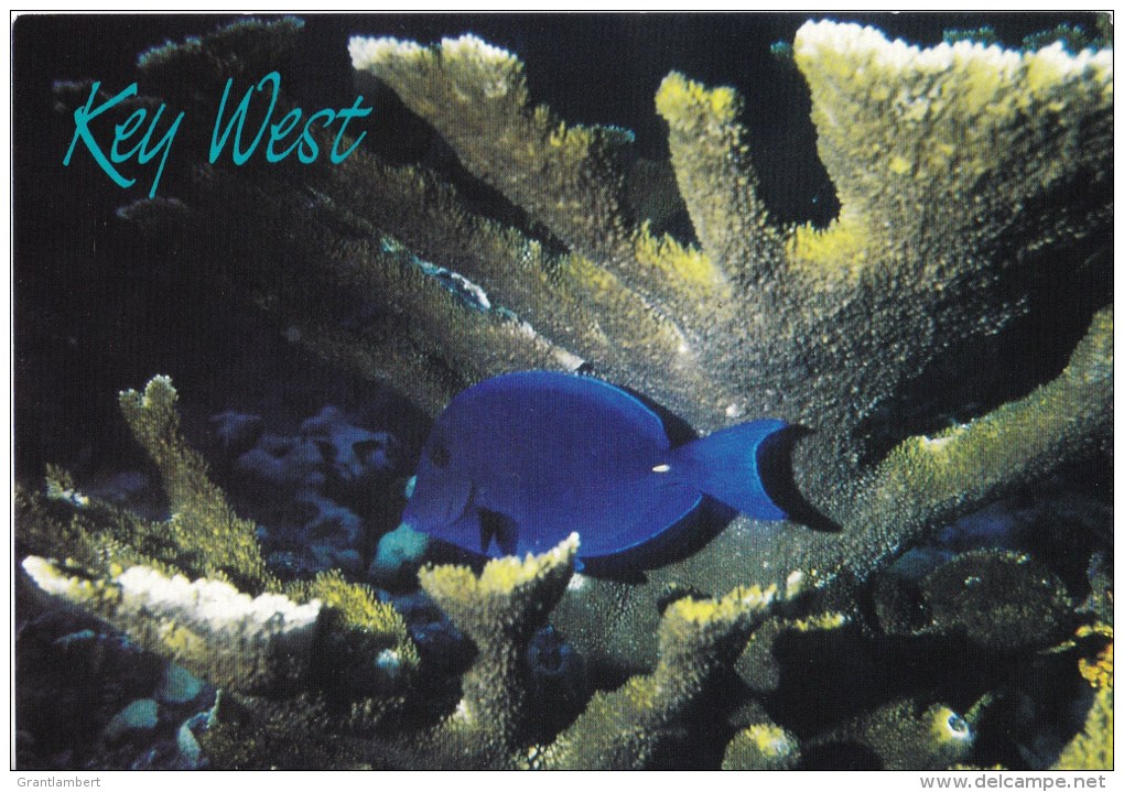 Blue Tang, Reef, Florida Keys,, Florida - FK Gifts &amp; Souvenirs 28151452 Unused - Key West & The Keys