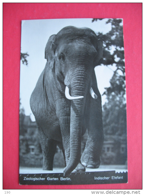 Zoologischer Garten Berlin.Indischer Elefant - Dierentuin