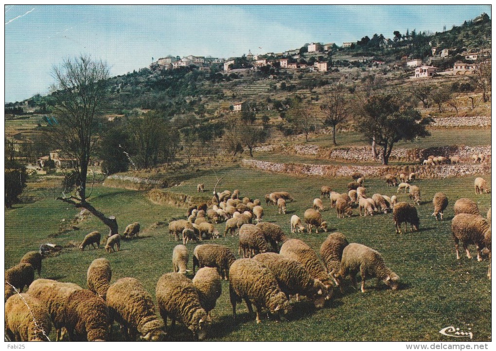 MONTAUROUX VUE GENERALE ET MOUTONS AU PATURAGE - Montauroux