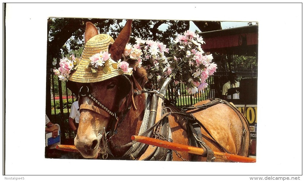 Pub Grant L Robertson :  Buggy Rider /New Orleans Ane  - 2 Scans Recto--verso Timbre 1997 Jacqueline Cochran Usa - Anes