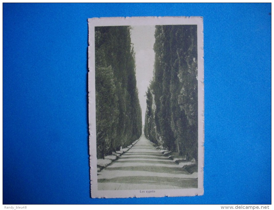 NATURE  - Les Cyprès  -  Edition Maurice Gautier  -  Nanterre - Trees