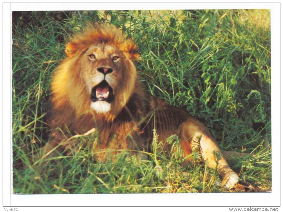 CPM Lion Animal Southern Africa  Timbre - Namibia