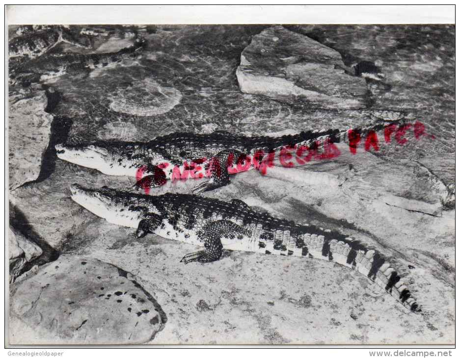 AFRIQUE - MADAGASCAR - CROCODILUS NILOTICUS - JEUNES NES A L' AQUARIUM DU MUSEE EN 1957 CROCODILE - Madagascar