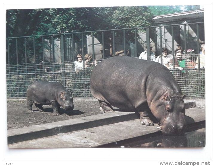 Hippo  / Hippopotame / Polish Postcard - Flusspferde