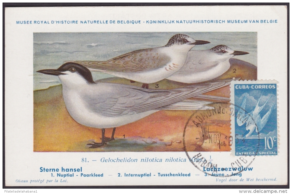 TMA-24 CUBA 1954. TARJETA MAXIMA FDC GAVIOTA ENTREGA ESPECIAL. SPECIAL DELIVERY. BIRD AVES PAJAROS. - Cartes-maximum