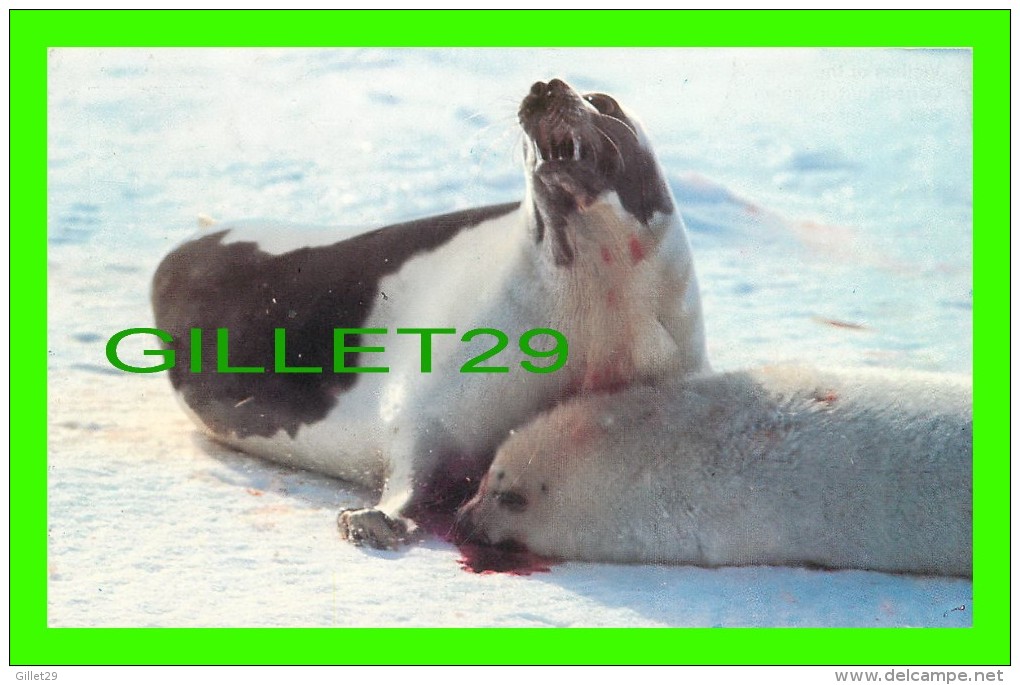 PHOQUES -  SEALS - VICTIMS OF THE CANADIAN/NORWEGIAN SEAL SLAUGHTER - - Autres & Non Classés