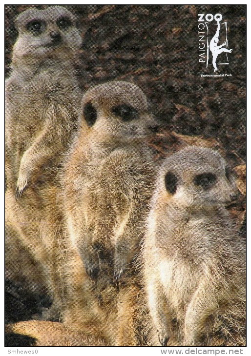 Postcard - Meerkats At Paignton Zoo. PZ34/C-34180X - Other & Unclassified