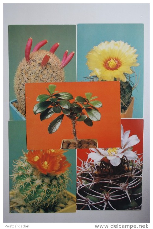 FLEURS / CACTUS . OLD  USSR PC Set  - 18 Postcards - 1990 - Cactusses