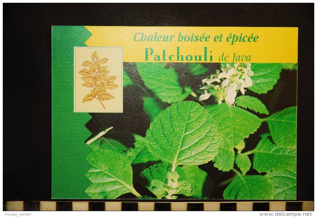 PLANTES , Chaleur Boisée Et épicée,  PATCHOULI DE JAVA  Carte Publicité Yves Rocher - Plantes Médicinales