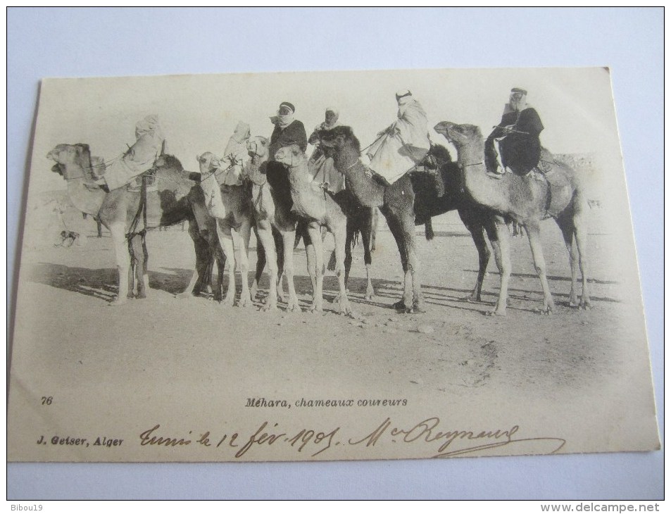 CPA ALGERIE MEHARA CHAMEAUX COUREURS 1905 - Scenes