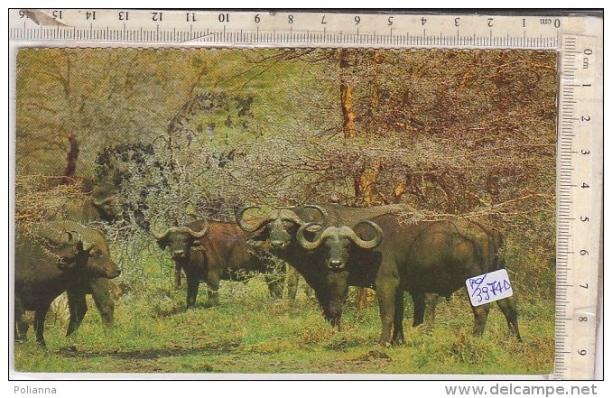 PO3984D# COSTA D'AVORIO - TROUPEAU DE BUFFLES - BUFALI  VG 1970 - Costa D'Avorio