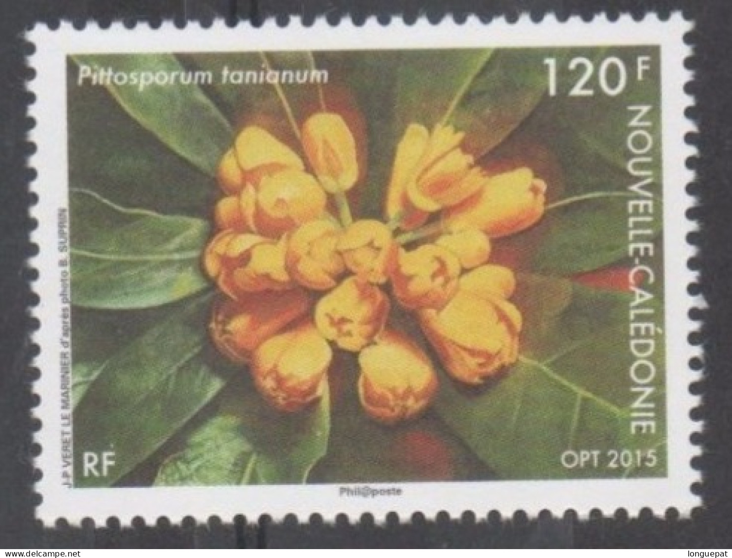 Nelle CALEDONIE - Flore - Fleur : Pittosporum Tanianum - Famille Des Pittosporaceae - - Unused Stamps