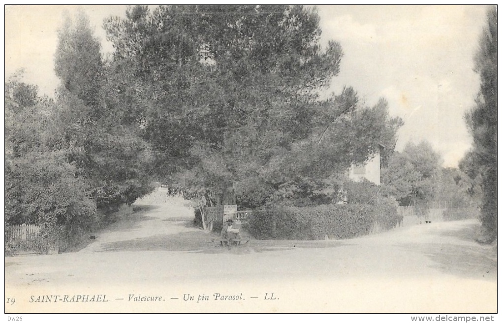 Saint-Raphaël - Valescure - Un Pin Parasol - Carte LL Précurseur N°19 - Arbres