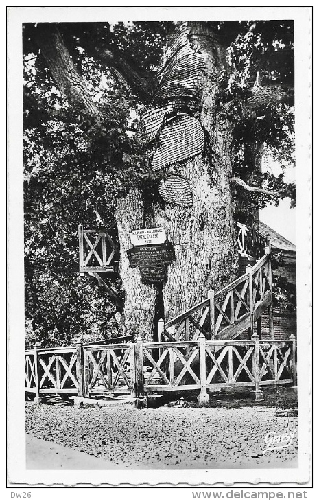 Allouville-Bellefosse Près Yvetot - Chêne Millénaire Renfermant 2 Chapelles Superposées - Carte Gaby Non Circulée - Arbres