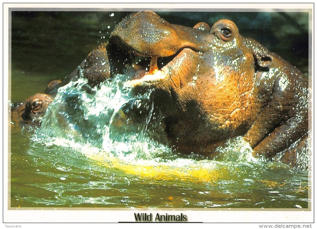 Mnt499 Animals Animaux Wild Hippopotamus - Flusspferde