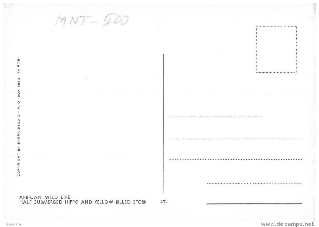 Mnt500 Animals Animaux Hippopotamus Bird Yellow Billed Stork Friends Amis African Wild Life - Flusspferde