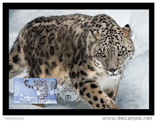 Maxicard Kyrgyzstan (KEP) 2014 Mih. 9 Fauna. Snow Leopard III - Kirgisistan