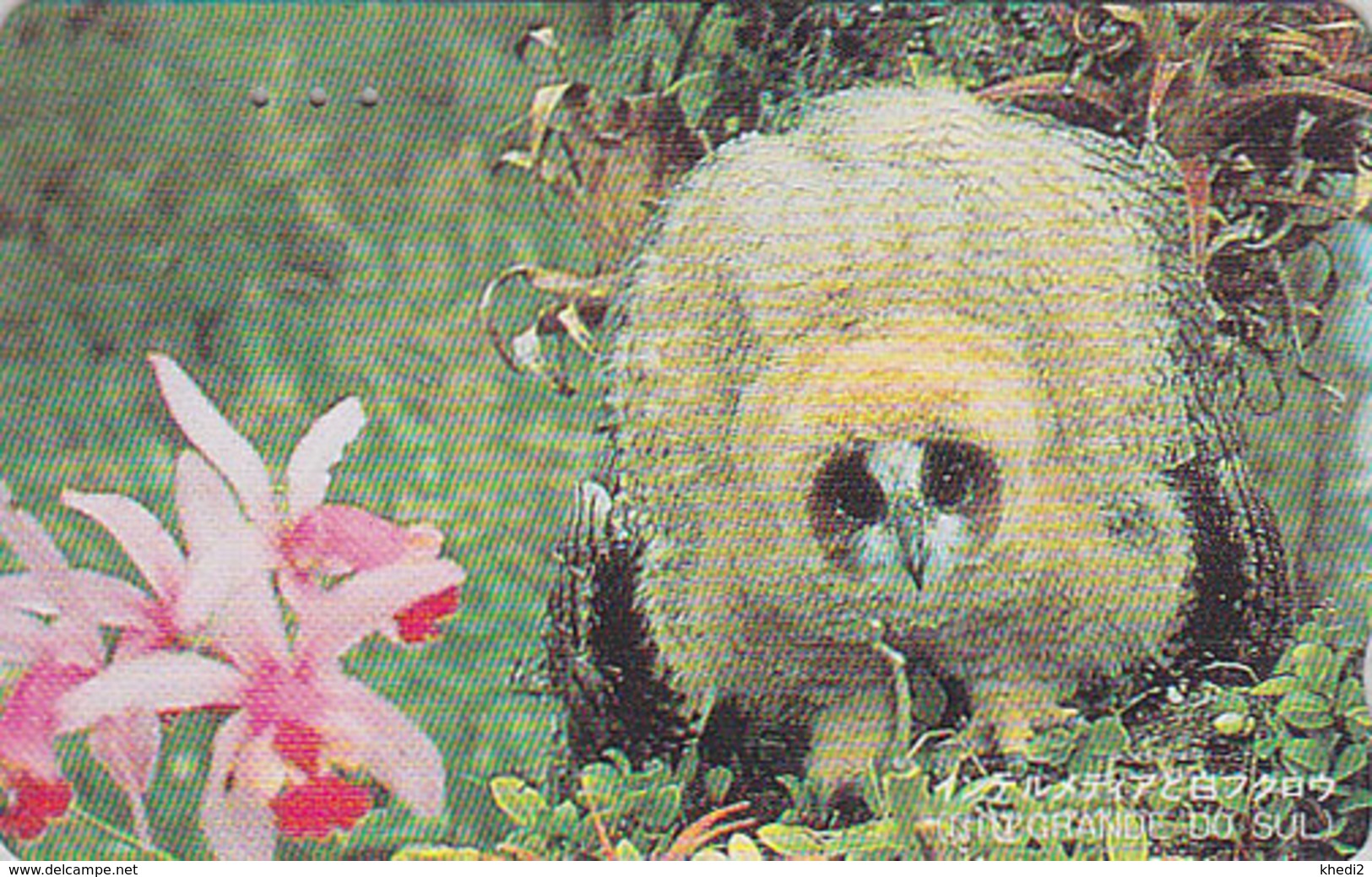 Télécarte Japon / 110-011 - Animal OISEAU - HIBOU & Fleur ORCHIDEE - OWL BIRD & ORCHID Flower Japan Phonecard - 4155 - Eulenvögel