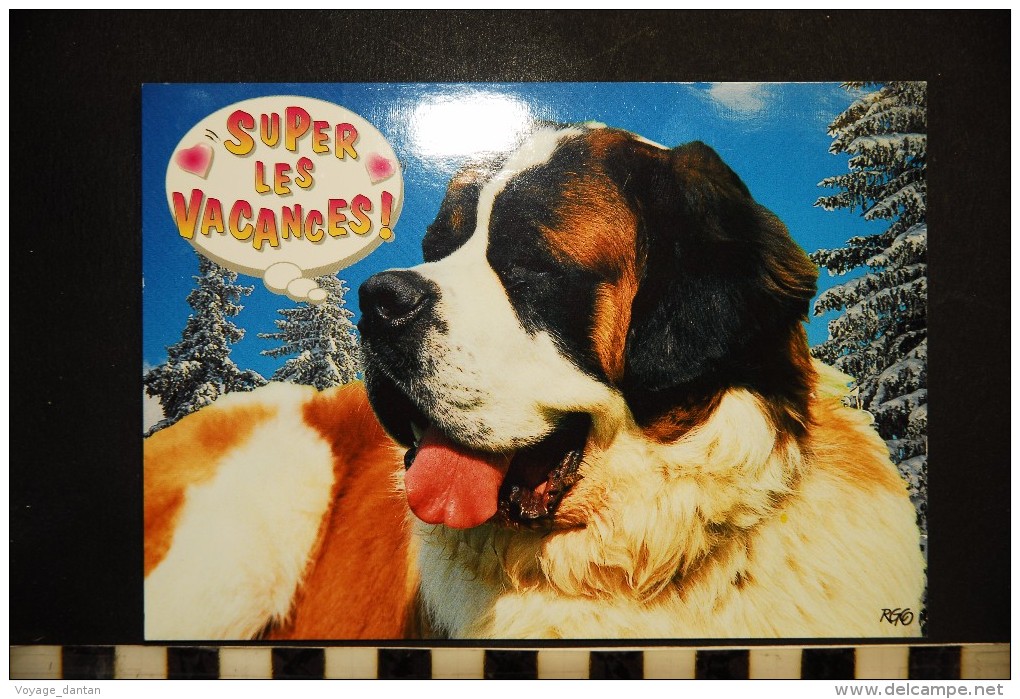 CP, Animaux, CHIEN Super Les Vacances Chien St Bernard Image De Montagne Photo G Lacz - Chiens