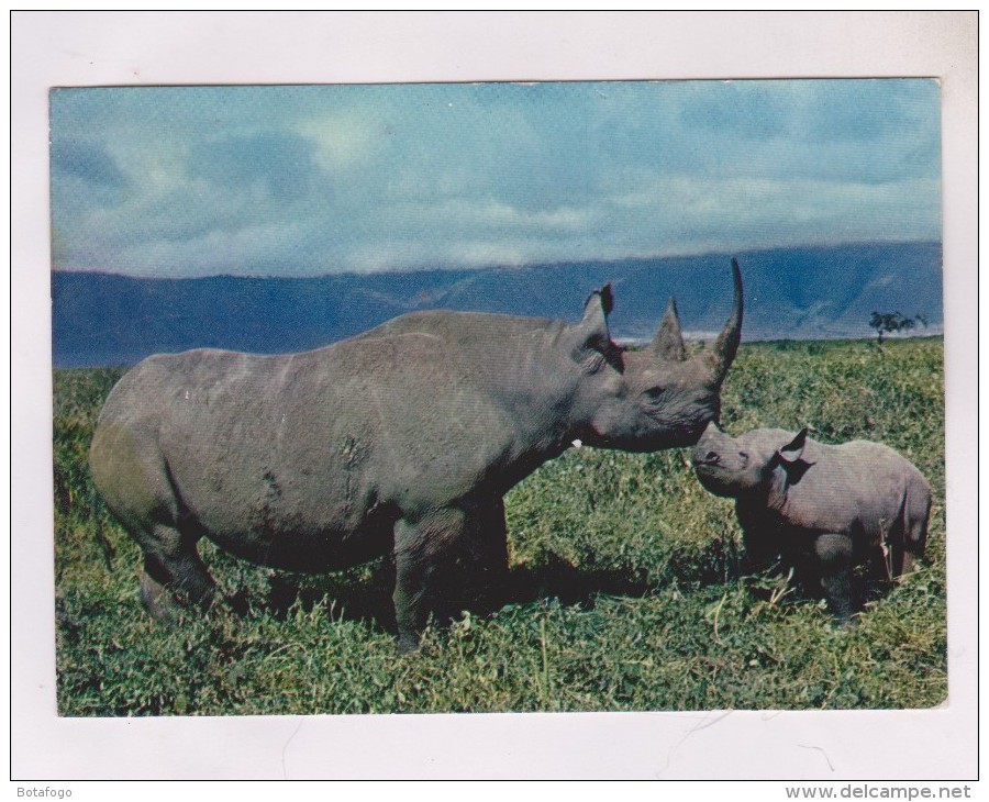 CPM RHINOCEROS - Rhinocéros