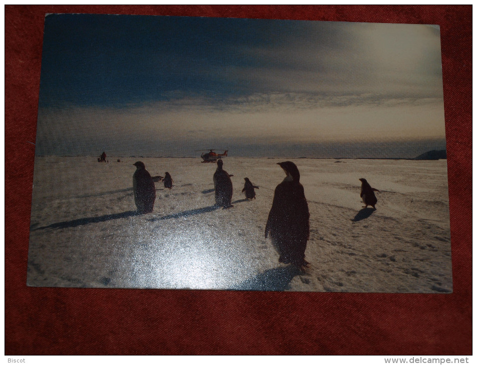 Allemagne Base NEUMAYER 23 1 1996 Carte Postale Manchots Navire POLARSTERN - Bases Antarctiques