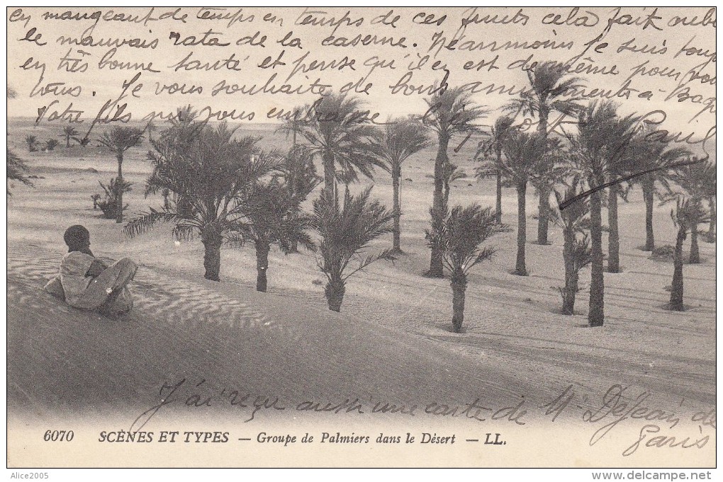 Afrique () Tunisie - Scènes Et Types - Groupe De Palmiers Dans Le Désert - Tunisia