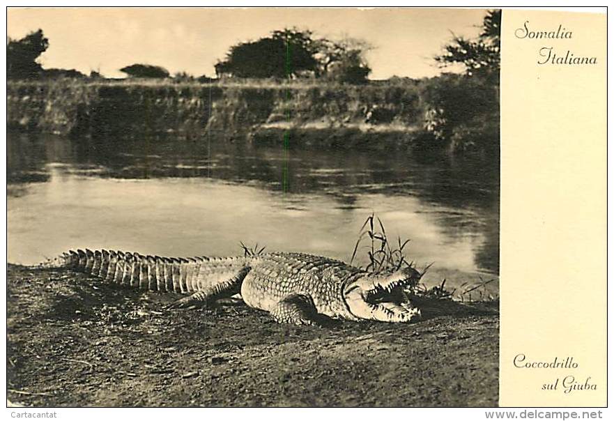 SOMALIA ITALIANA. IMPRESSIONANTE COCCODRILLO SUL FIUME GIUBA. CARTOLINA NON VIAGGIATA 1937 - Somalie