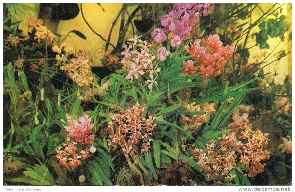 Lote PEP926, Colombia, Postal, Postcard, Flores, Orquideas, Flower, Orchid, 10033 - Colombia