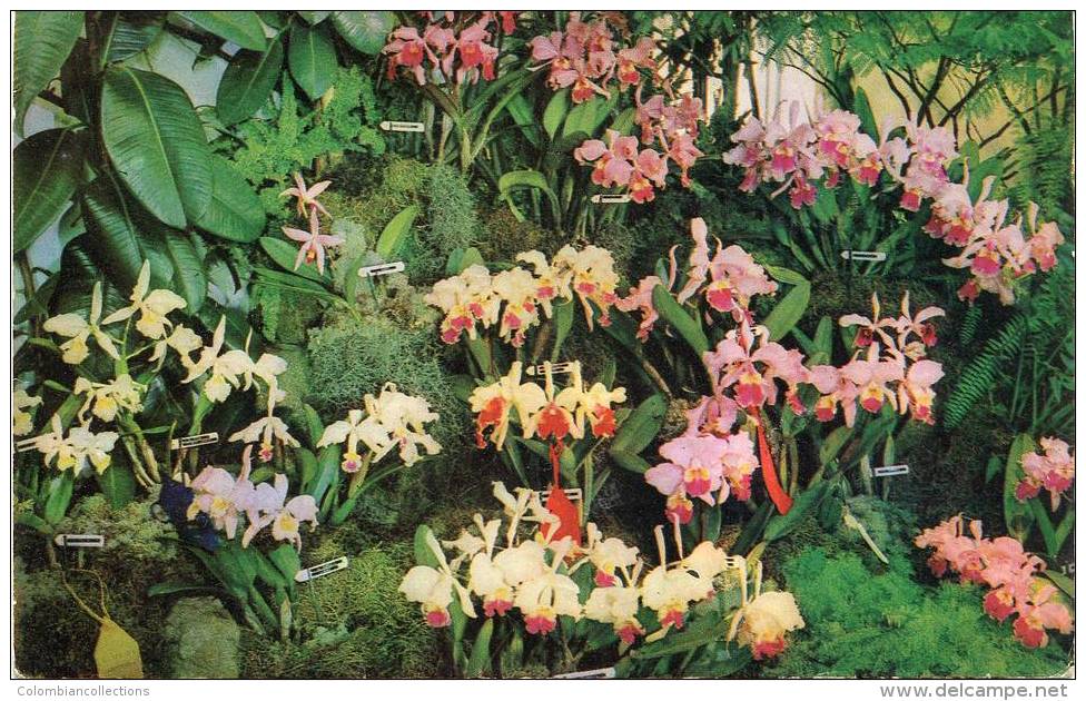 Lote PEP930, Colombia, Postal, Postcard, Flor, Orchid, 10034 - Kolumbien