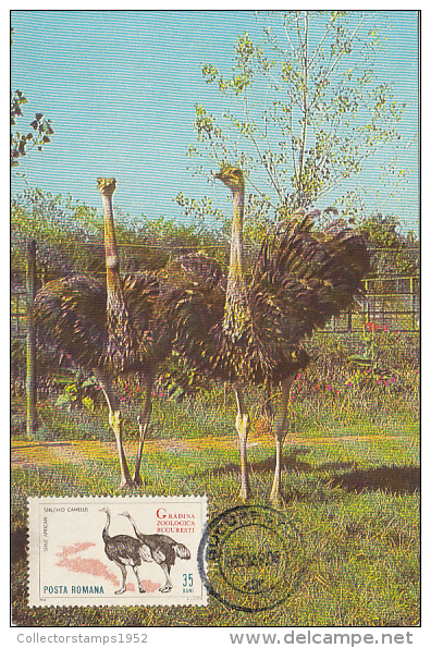35093- OSTRICH, BIRDS, MAXIMUM CARD, 1969, ROMANIA - Struzzi