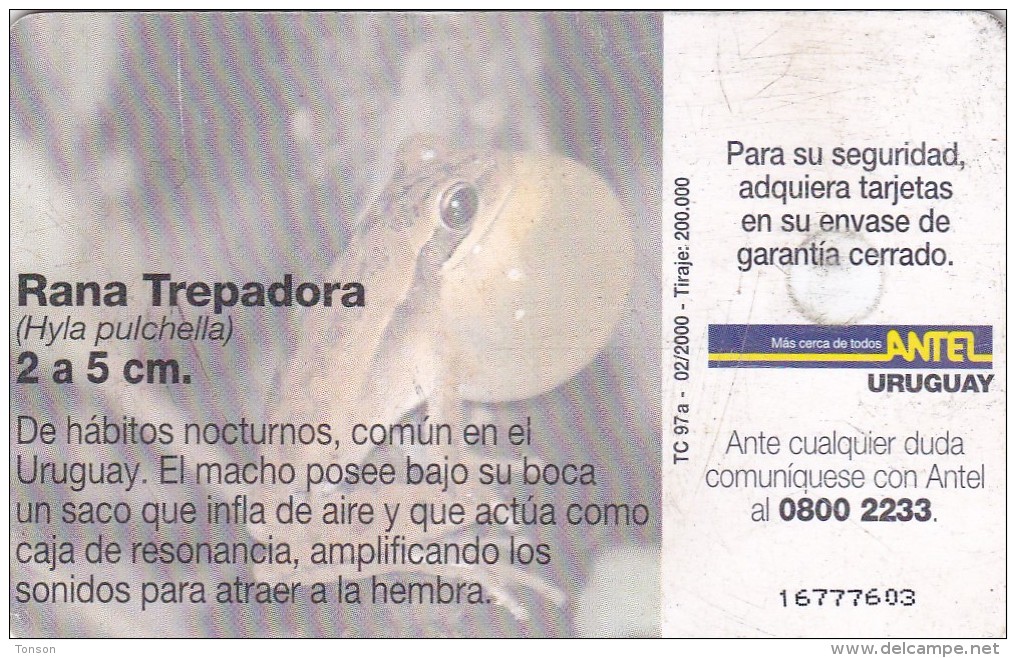 Uruguay TC 097a, Rana Trepadora, Frog, 2 Scans.   NB : Bend - Uruguay