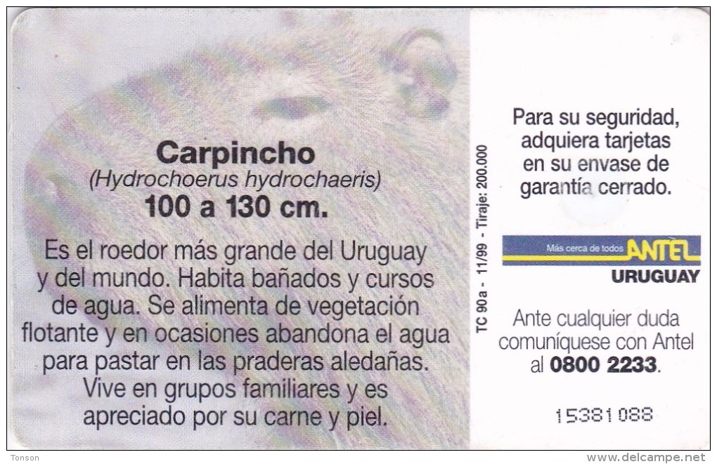 Uruguay TC 090a, Carpincho, Animal, 2 Scans. - Uruguay