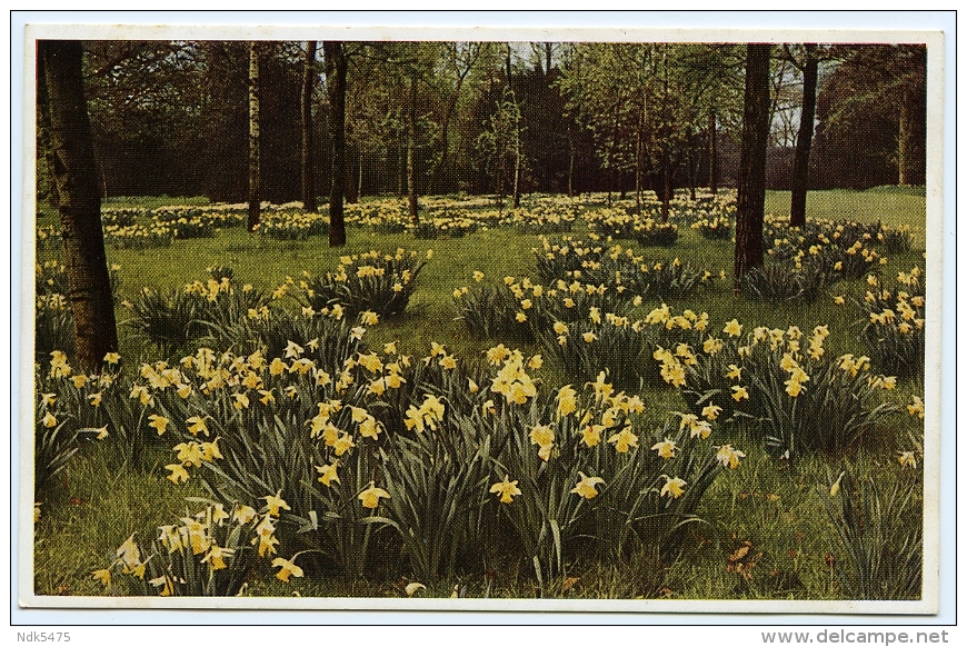 LONDON : KEW GARDENS - DAFFODILS - Other & Unclassified