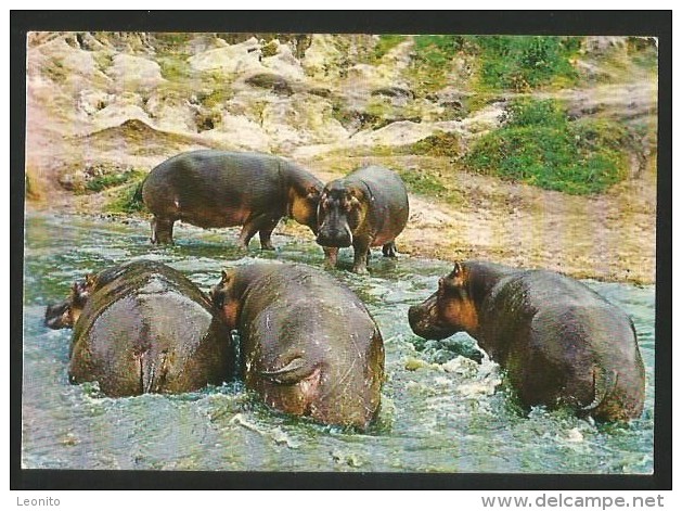 HIPPOS East African Wildlife Flusspferde Kenya Mombasa 1982 - Flusspferde