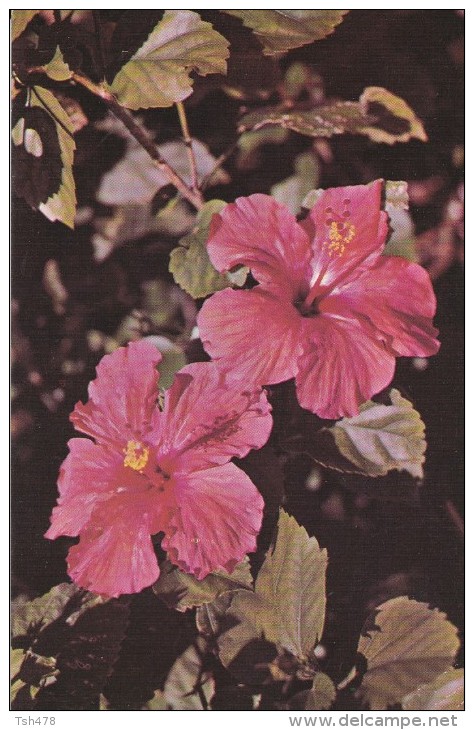 AMERIQUE---ANTILLES--VIERGES--the Hibiscus Is The Flower Of Courtship In The U  S  Virgin Islands--voir 2 Scans - Vierges (Iles), Amér.