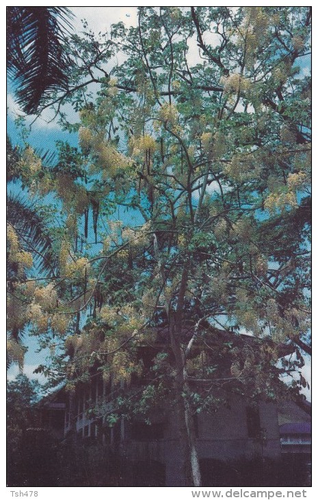 AMERIQUE---ANTILLES--PANAMA---Golden Shower Tree--balboa,  C Z --voir 2 Scans - Vierges (Iles), Amér.