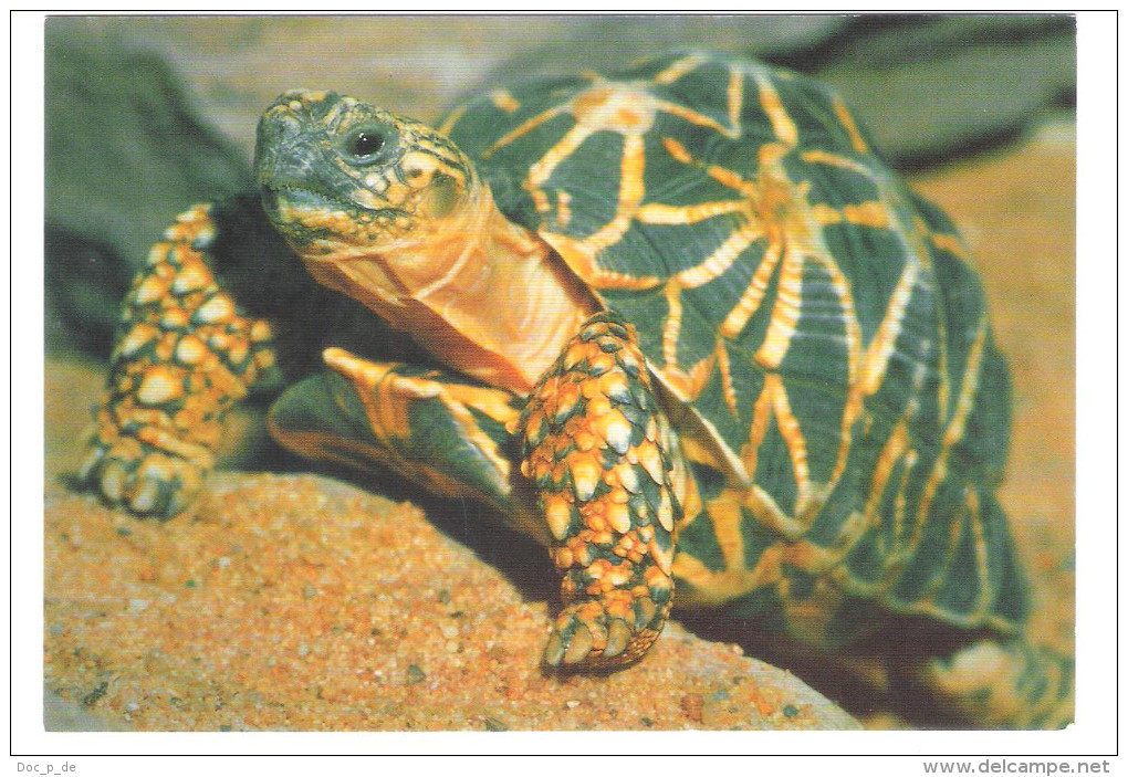 Germany - DJH Card - Sternschildkröte - Schildkroete - Turle - Tortue - Animal - Turtles