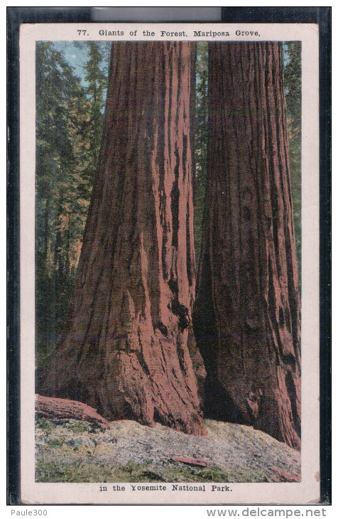 Mariposa Crove - Giants Of The Forest - Yosemite National Park - Yosemite