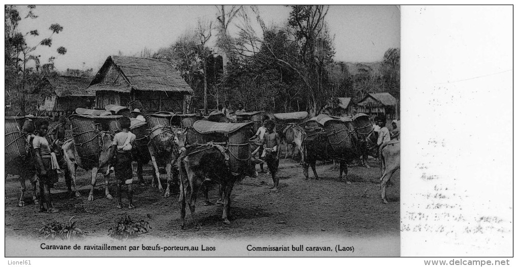 LAOS  ( ASIE - Indochine - Viet-Nam -CHINE)  : Caravane De Ravitaillement Par Boeufs-porteurs, Au Laos - Laos