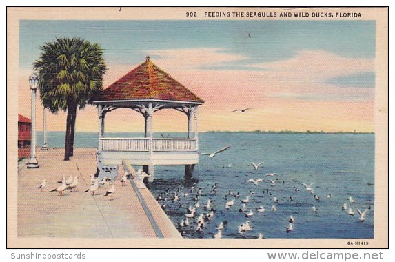 Florida Jacksonville Feeding The Seagulls And Wild Ducks - Jacksonville